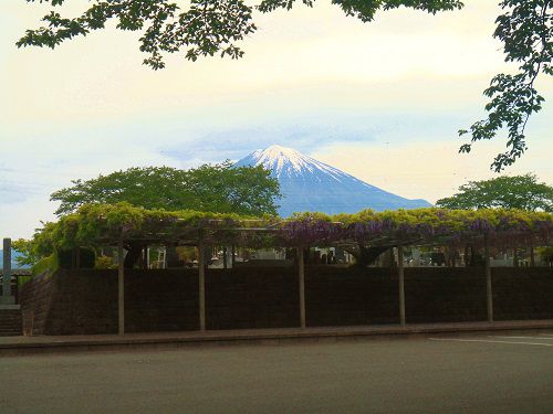 富士山と藤棚の競演