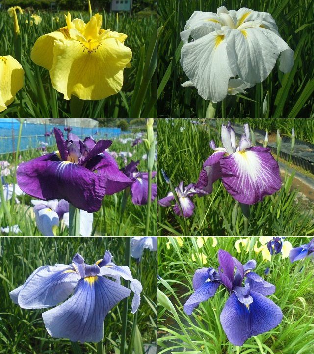 かわづ花菖蒲園にて、黄色に白に紫色、そして青色系の花ショウブを近寄って眺めた様子