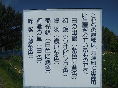 かわづ花菖蒲園にて、河津町で出荷用に生産されている品種の現地説明看板