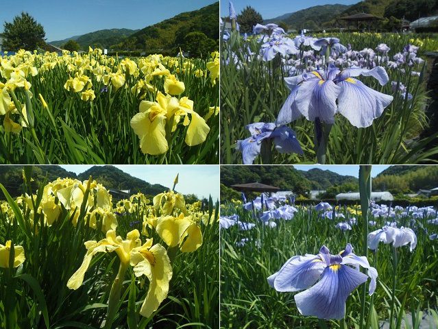 かわづ花菖蒲園にて、黄色と薄紫系（青色）の花ショウブの様子