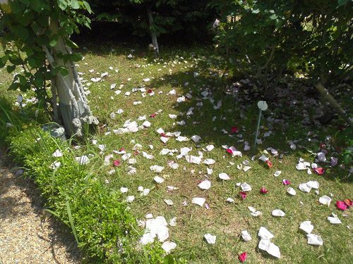 河津バガテル公園のローズガーデン：散ってしまったバラの花びらの様子