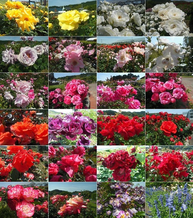 島田市ばらの丘公園での黄色、赤、白、オレンジ、ピンク、紫色などのバラの花々