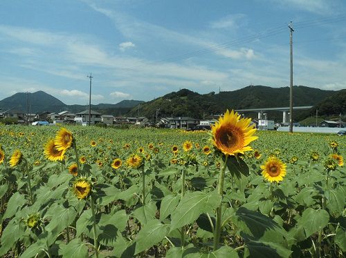美和のひまわり畑：静岡市美和地区の開花し始めた頃のヒマワリ畑