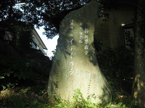 日枝神社のイチイカシの石碑