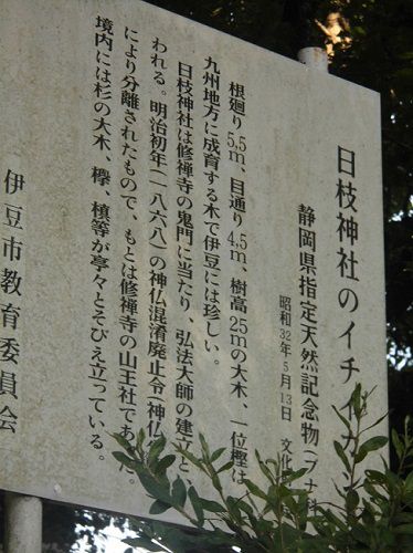 日枝神社の一位樫は、静岡県の天然記念物に指定されています