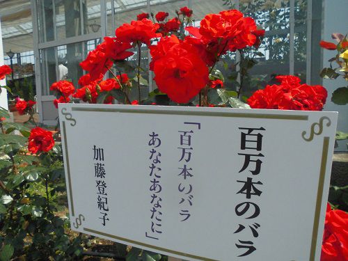 島田市ばらの丘公園での赤いバラの彩り「百万本のバラ　あなたあなたに」加藤登紀子