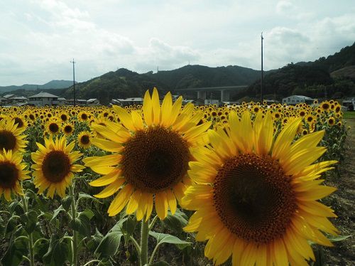 美和のひまわり畑：静岡市美和地区の満開全開時のヒマワリの花々