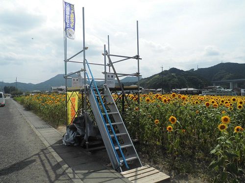 美和のひまわり畑：静岡市美和地区のヒマワリ畑を望む見晴らし台（展望台）