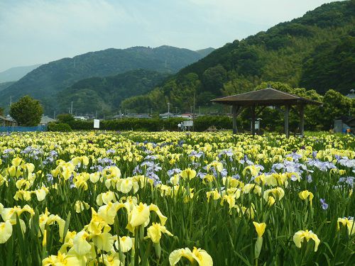 かわづ花菖蒲園にて、黄色系をメインにした花菖蒲園景色のご紹介です