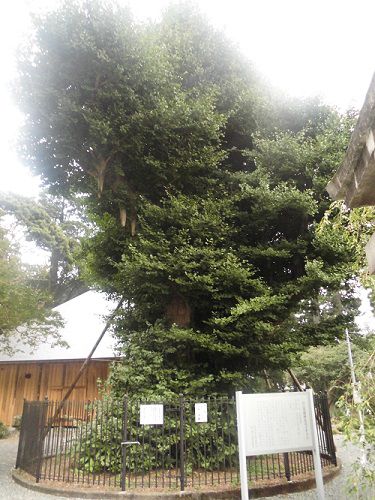 村山浅間神社境内に鎮座する御神木に指定されている静岡県指定の天然記念物「イチョウの木」