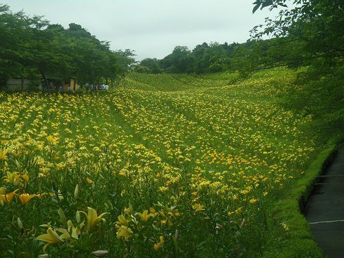 可睡ゆりの園の黄色いユリの花々