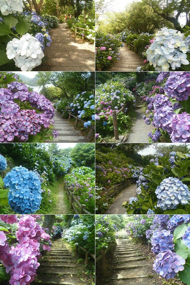 下田公園のアジサイ：近寄り眺めた紫陽花の数々をピックアップしてお伝えしています