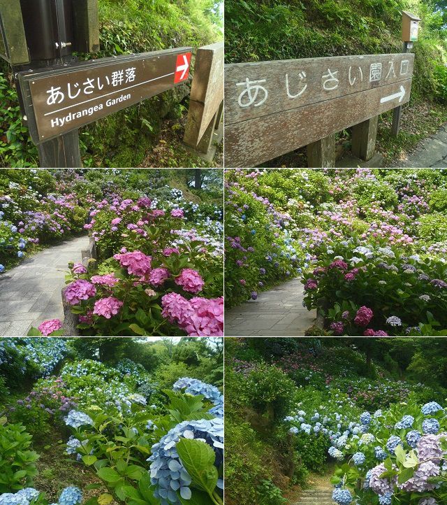 下田公園の紫陽花：見頃を迎えていたアジサイを選んでお伝えしています