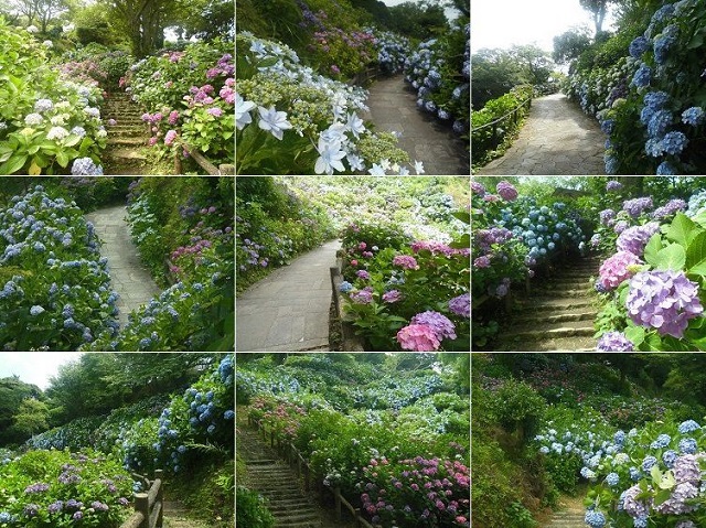 下田公園のアジサイ：園内散策路沿いにて彩りを見せていた沢山の紫陽花