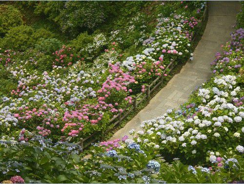 静岡県花名所の下田公園の紫陽花