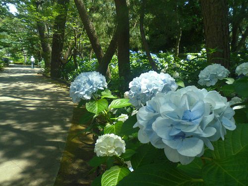 沼津御用邸記念公園の紫陽花