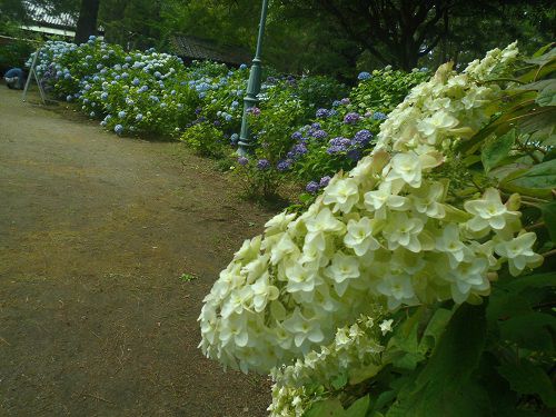 沼津御用邸記念公園の紫陽花：白い彩りを見せていたアジサイ