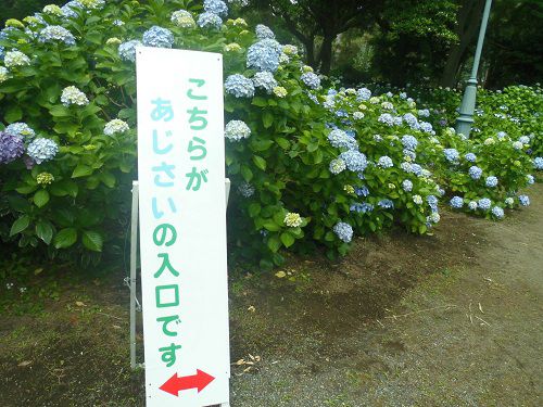 沼津御用邸記念公園のアジサイ：紫陽花入口付近の様子