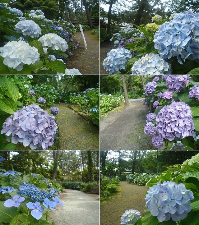 沼津御用邸記念公園のアジサイ：見頃を迎えていた紫陽花を選んでお伝えしています