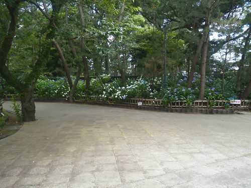 沼津御用邸記念公園のアジサイ：園内駐車場にて見頃を迎えていた紫陽花