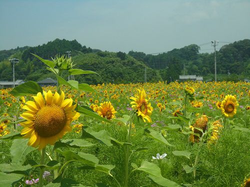 掛川市シオーネ向かいのひまわり畑：そよかぜ広場にて、南から北に向かて眺めたヒマワリ畑
