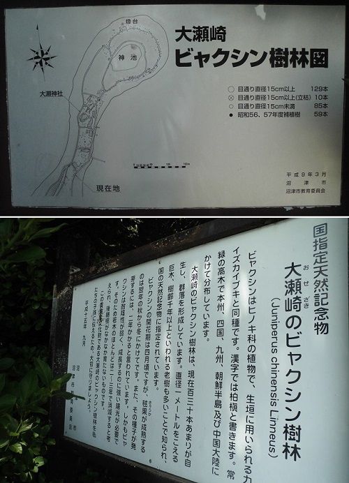 大瀬崎ビャクシン樹林図