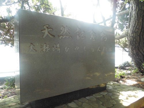 国の天然記念物に指定されている「大瀬崎のビャクシン樹林」石碑