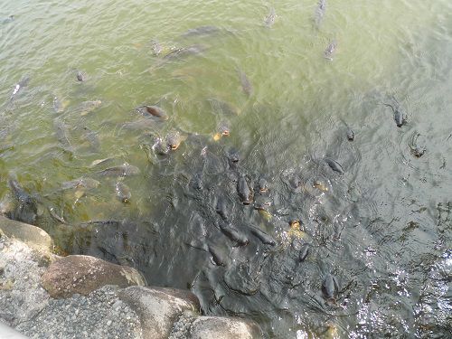 大瀬崎の神池の鯉