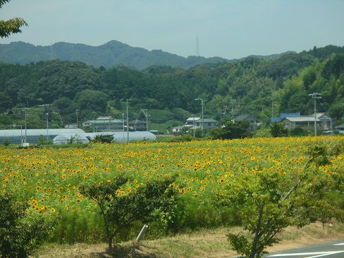 掛川市シオーネ向かいのひまわり畑：そよかぜ広場にて、ヒマワリ畑全体の様子