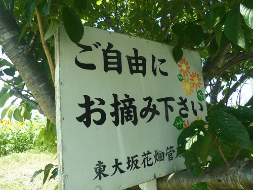 掛川市シオーネ向かいのひまわり畑：そよかぜ広場にて、「ご自由にお摘み下さい」の看板風景