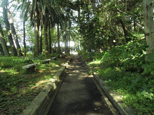御浜岬の木々の緑に囲まれた参道風景