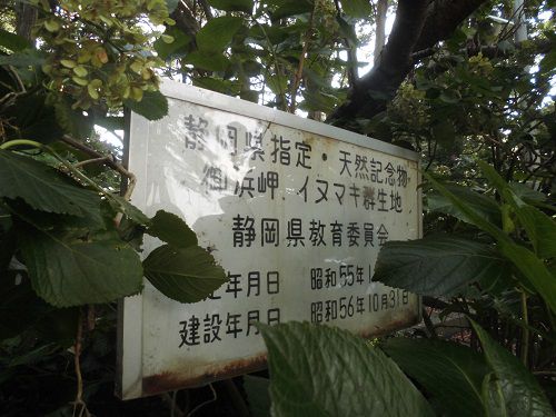 御浜岬の静岡県指定の天然記念物「イヌマキ」群生の看板