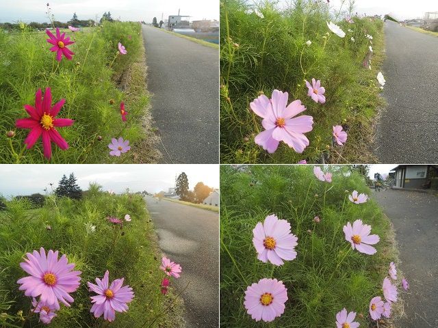 雁堤の彼岸花：散策路沿いに花開いていたコスモスの花々