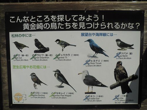 黄金崎付近に立つ「こんなところを探してみよう！黄金崎の鳥たちを見つけられるかな？」の看板