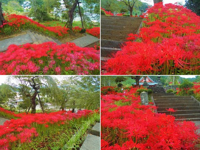 興徳寺の彼岸花：鮮やかに境内を彩っていたヒガンバナの数々