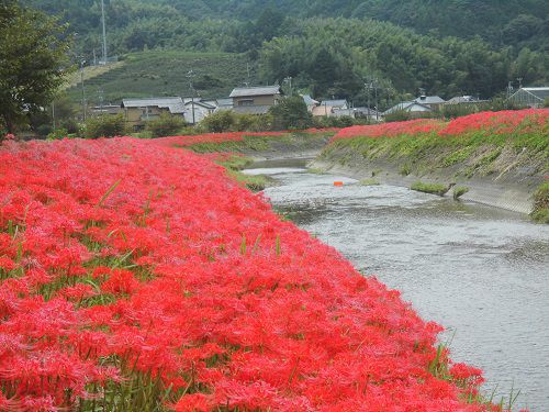 葉梨川沿いのヒガンバナ：下流側の赤い彩り（彼岸花）