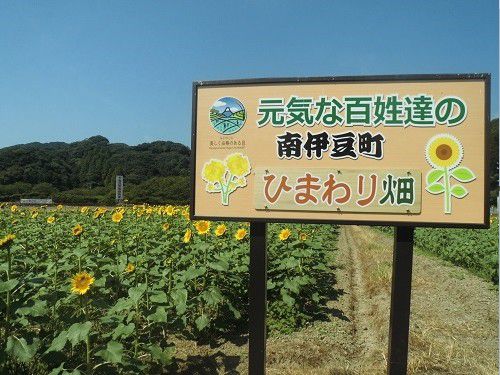 南伊豆町日野地区のひまわり畑：案内看板