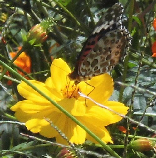 すそのパノラマロードのコスモス：コスモスにつかまって蜜を吸う蝶々（チョウ）の姿