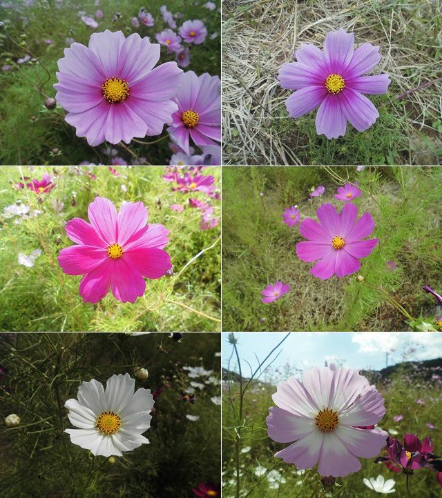 函南町メルヘンの里のコスモス：近寄り眺めたピンク、白、紫、薄ピンクのコスモス