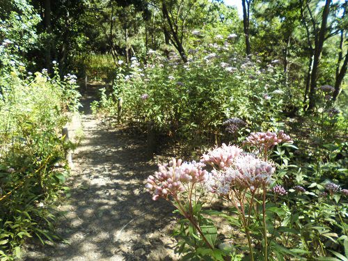 吉田公園の散策路沿いに咲いていたフジバカマの数々