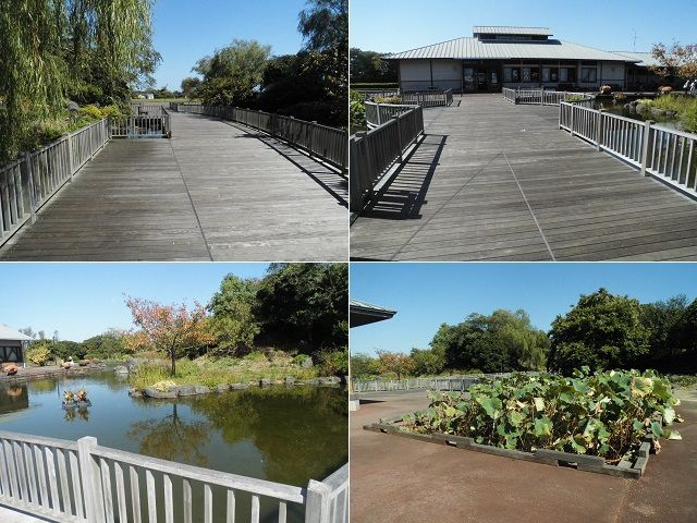 吉田公園の池や、見頃が過ぎた蓮エリア、そして木道の様子をチョイスしてお伝えしています