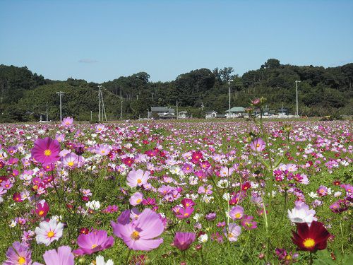 シオーネ向かい（そよかぜ広場）のコスモス畑：広いスペース一面に咲き誇るピンクや白色系のコスモスの数々