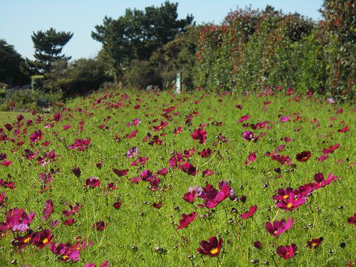 吉田公園のコスモス：咲き始めた頃のコスモス畑