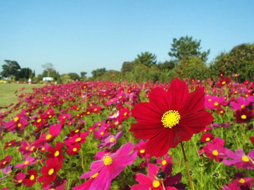 吉田公園のコスモス：見頃を迎えていたコスモスの花々（芝生広場脇）