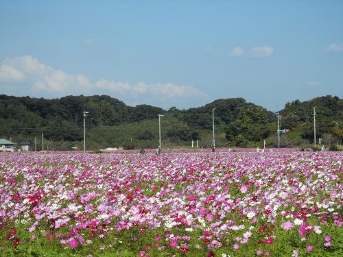 静岡県花名所のシオーネ（掛川市文化会館）西側「そよかぜ広場」のコスモス