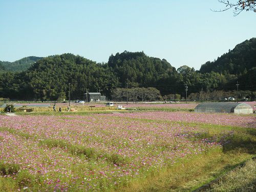 玉露の里付近のコスモス畑（藤枝市）：広いスペースいっぱいに色付いていたコスモスの花々
