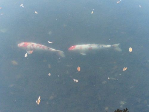 一碧湖にて２匹の鯉が泳ぐ姿