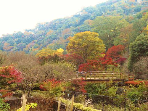 熱海梅園の紅葉：少し高い位置から眺めた園内の紅葉景色と遠望の山肌の木々の色づき