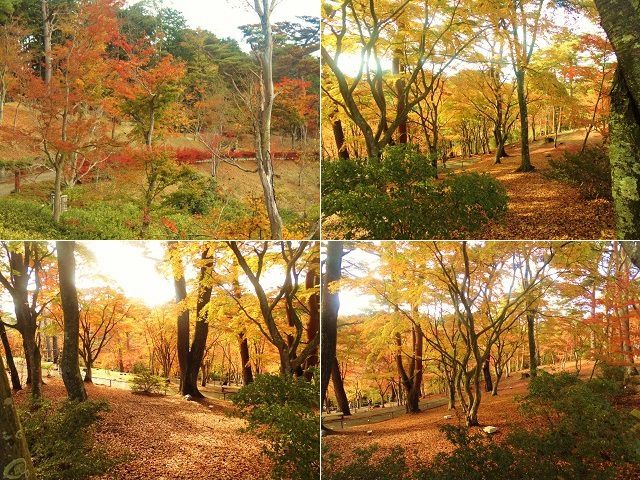 修善寺虹の郷の紅葉：見事な色づきを見せていた木々の彩り（紅葉景色）