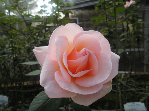 修善寺虹の郷のピンクのバラ（薔薇）